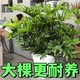 大型春羽盆栽龙鳞春雨植物春芋室内外观叶可水培好养绿植四季 常青