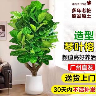 琴叶榕客厅大型绿植盆栽室内办公室发财树老桩植物好养易四季常青