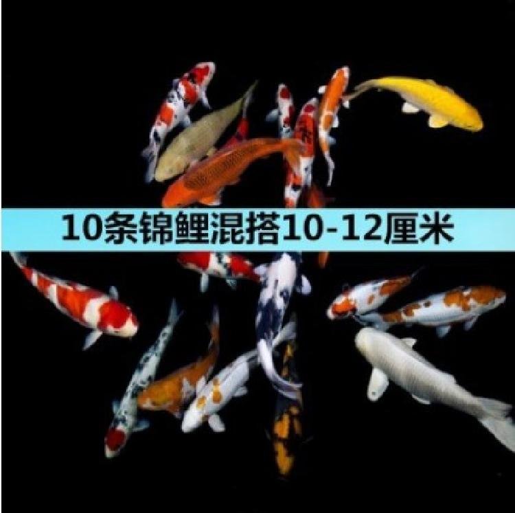 红鲤鱼鱼苗锦鲤淡水体型冷水鱼观赏纯种m三色室外体小鱼家养冷水