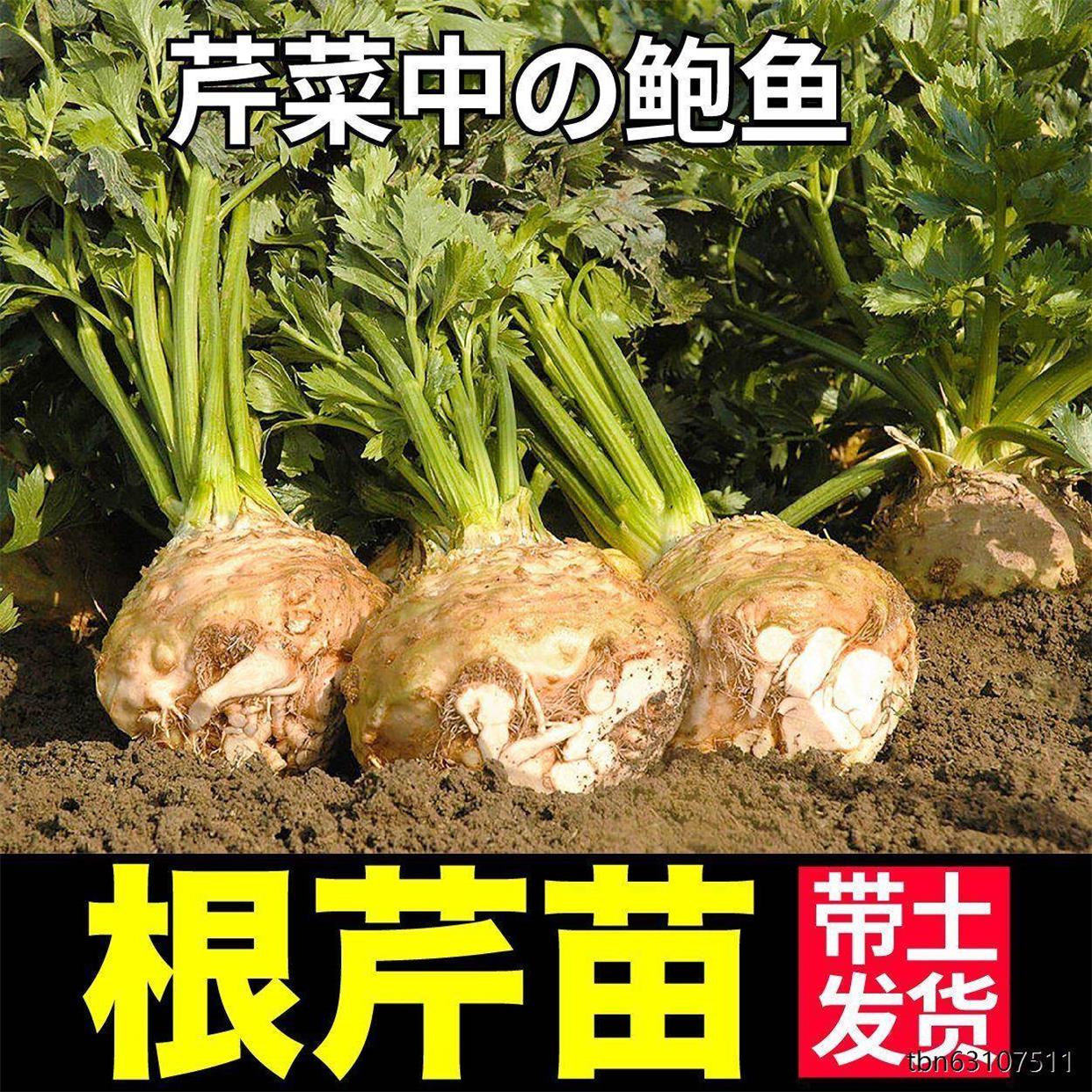 寿光根芹苗秧带土发货地中海实心洋芹种子南北方春秋易种蔬菜盆栽