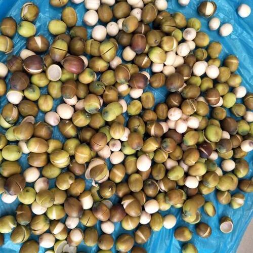 莲子去皮机价格 莲子去皮机图片 星期三