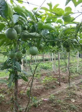 百香果搭架专用网 瓜果植物爬藤网 黄瓜大棚种植网10斤72.8元包邮