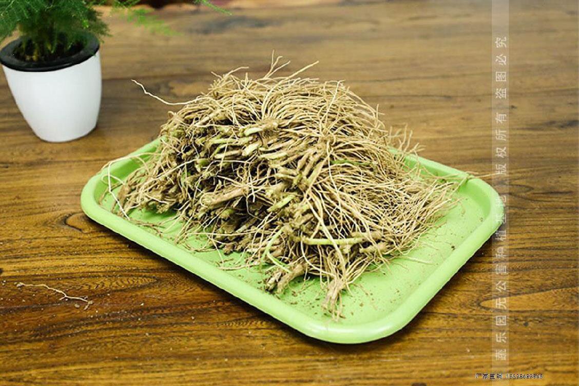 细菜根儿寒顶根楼家根葱韭四韭紫耐叶苗宽x叶庭挖现新苗根苗菜季