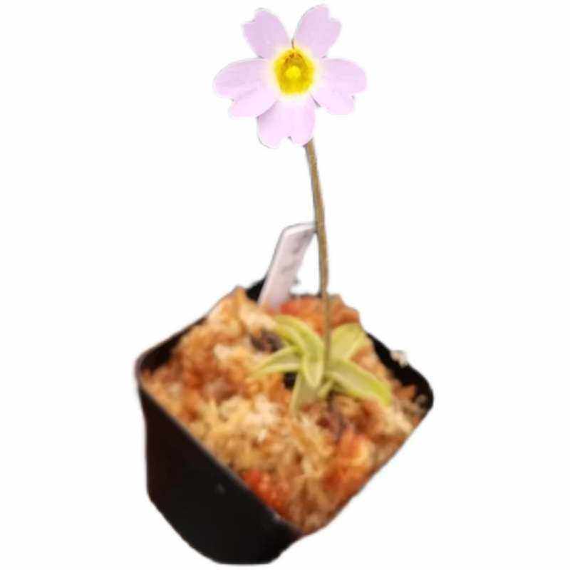 樱叶捕虫堇 食虫植物盆栽重瓣绿植办公室花卉水培捕蝇草吃,鲜花速递/花卉仿真/绿植园艺,食虫植物,淘宝优惠券,粉丝福利购,淘宝优惠卷