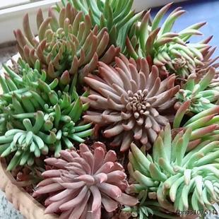 新手多肉瓦松盆栽可暴晒阳台室内外种植挨土就活的多肉野生瓦松