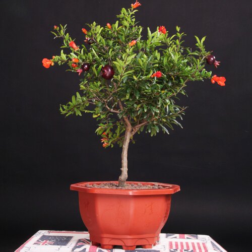 观赏石榴树价格 观赏石榴树图片 星期三