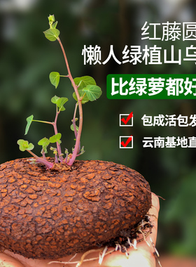 山乌龟金不换植物盆栽红藤圆叶懒人绿植爬藤观叶室内水培阳台客厅