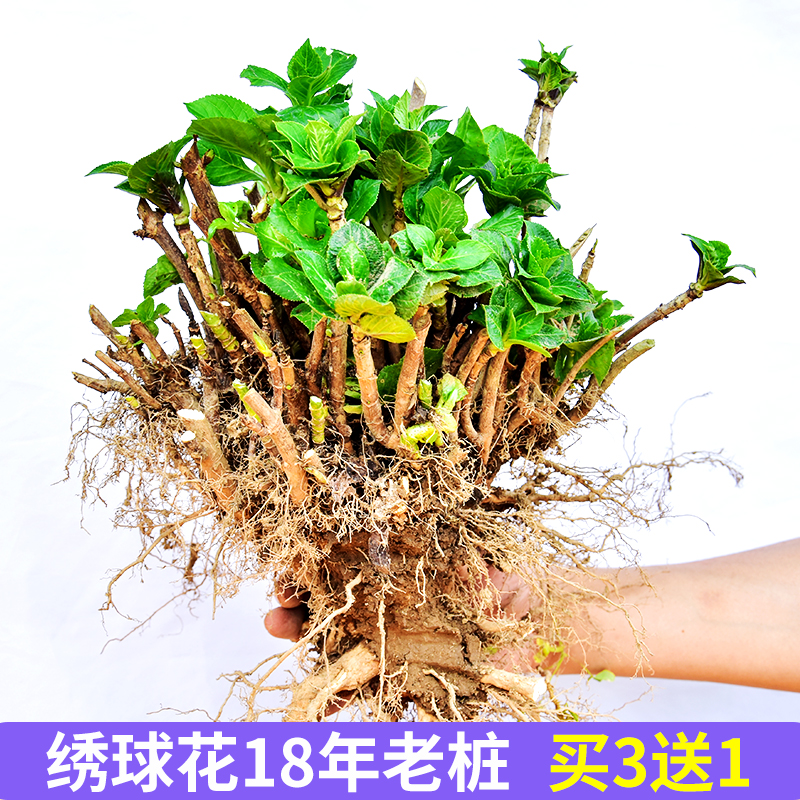 云南特大无尽夏绣球花苗18年老桩苗阳台别墅庭院地栽盆栽植物耐寒