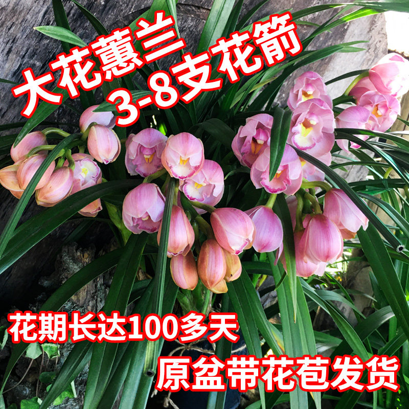 大花蕙兰年宵花盆栽云南基地原盆种好带花苞发货室内客厅观花绿植,鲜花速递/花卉仿真/绿植园艺,时令草本花卉,淘宝优惠券,粉丝福利购,淘宝优惠卷
