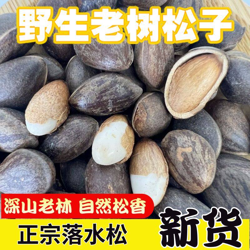 云南新鲜野生松子新货落水湿松子薄皮孕妇手剥松子散装原味大颗粒