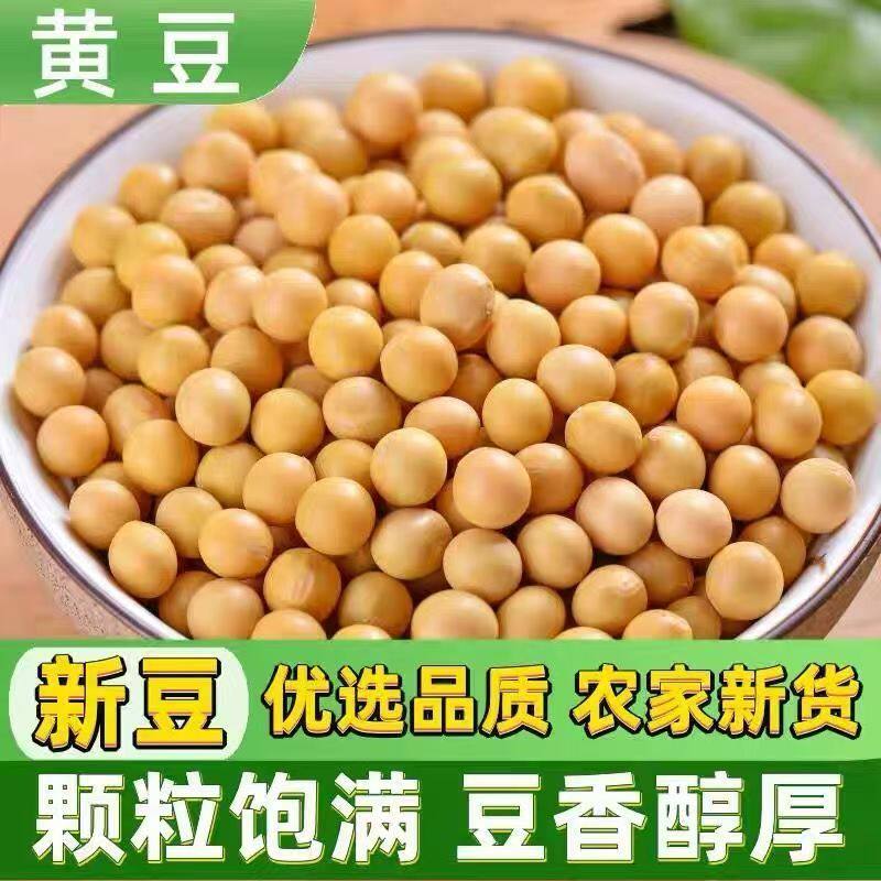 【新豆半斤】农家黄豆批发黄豆可发芽打豆浆原料煲汤熬粥杂粮250g