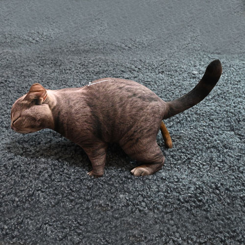 JOLOE原创可爱蓝猫毛绒抱枕玩偶