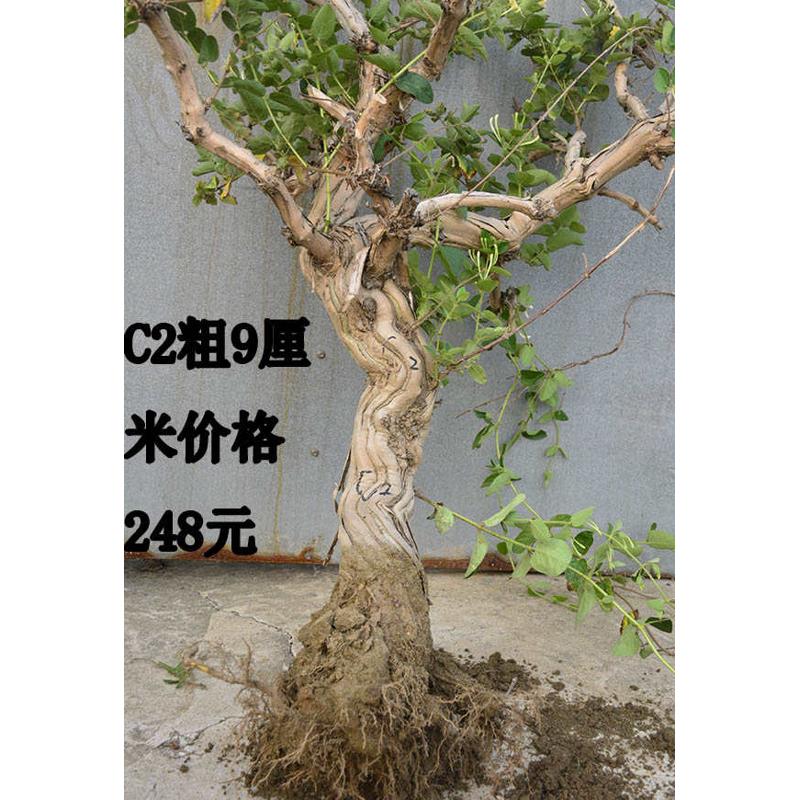 金银花树苗盆栽苗四季常青花卉盆景树桩大老桩庭U院阳台别墅楼顶