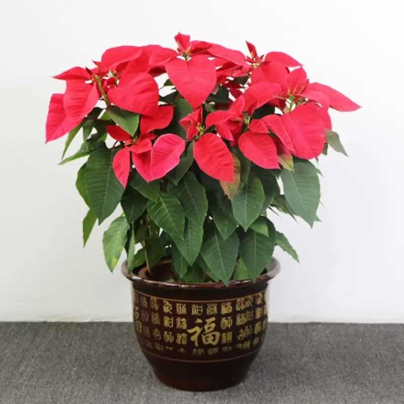 一品红盆栽四季开花室内客厅阳台观赏花卉圣诞花好养鲜花