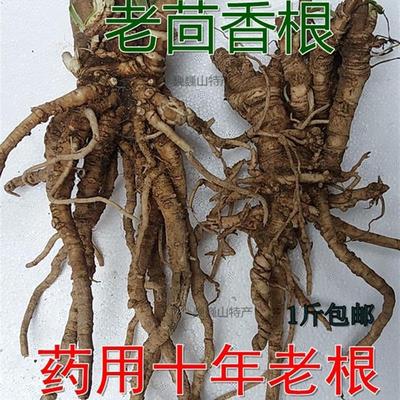 小茴香根茴香苗新鲜盐茴谷香根茴香子香丝菜促销2年苗老品种茴香