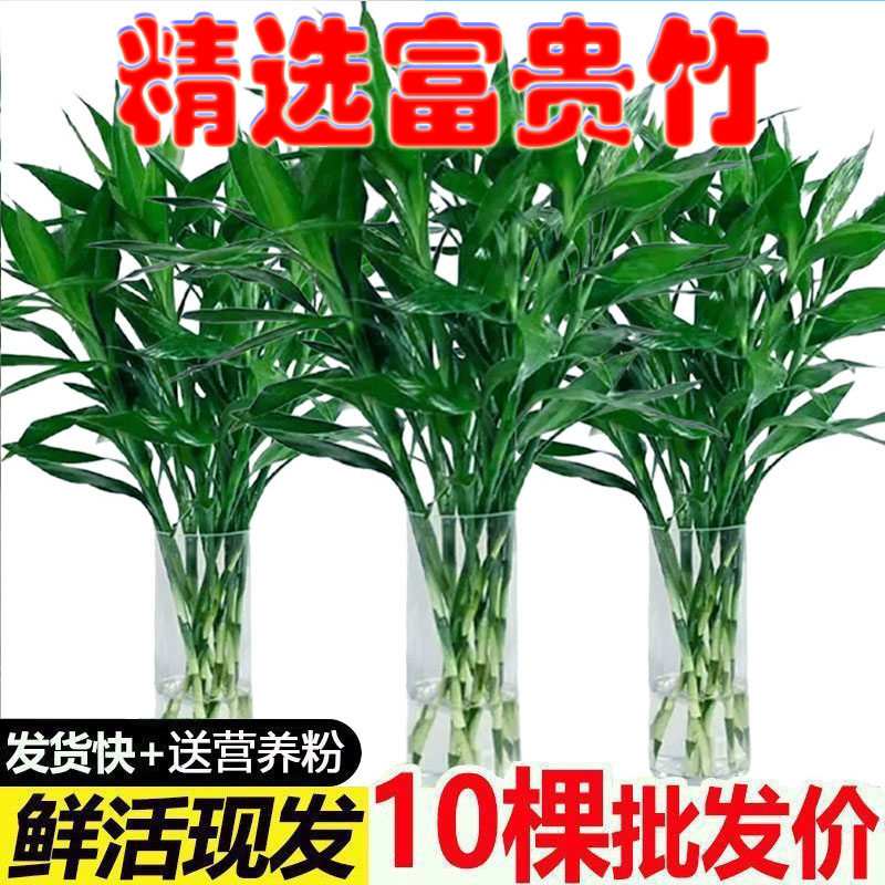 富贵竹水培植物水养客厅招财基地直发转运室内盆栽四季鲜花卉绿植
