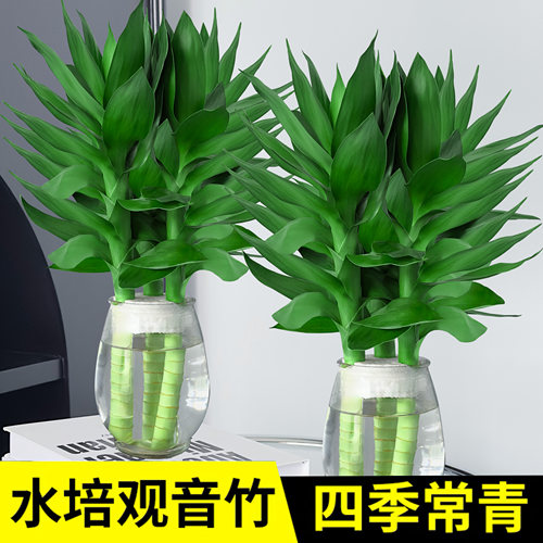 富贵竹水培植物客厅发财树绿萝