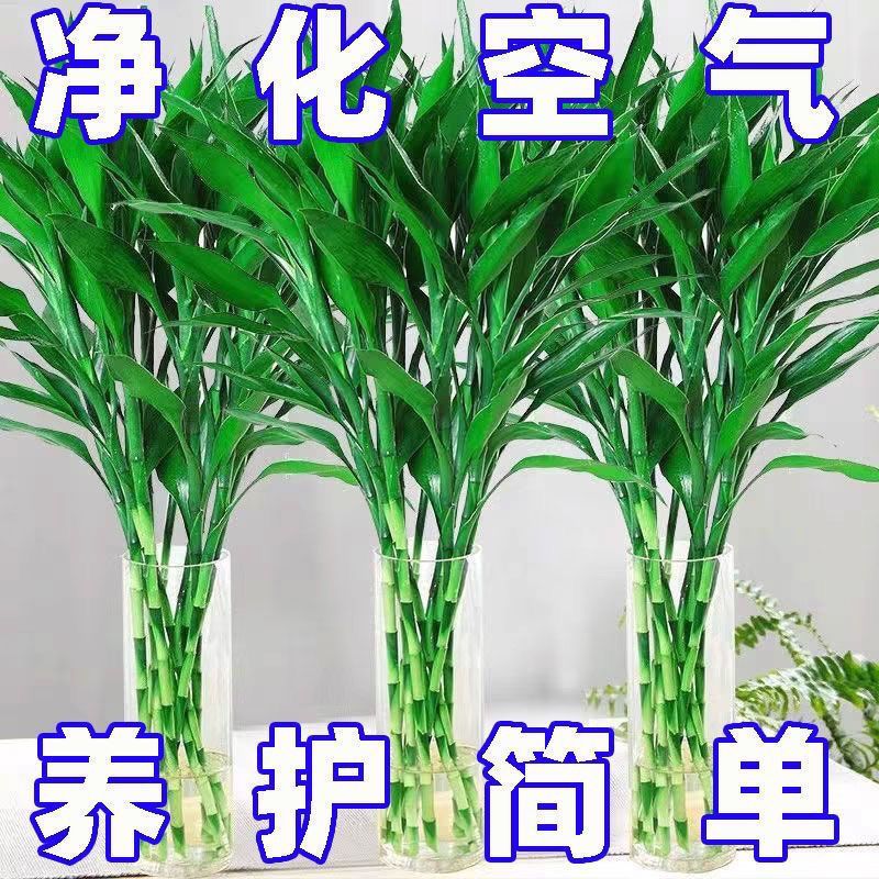 富贵竹水培植物竹子水养基地直发财树粗竹节节高室内盆栽花卉绿植