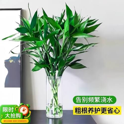 富贵竹水培植物水养客厅净化空气室内盆栽绿植办公室