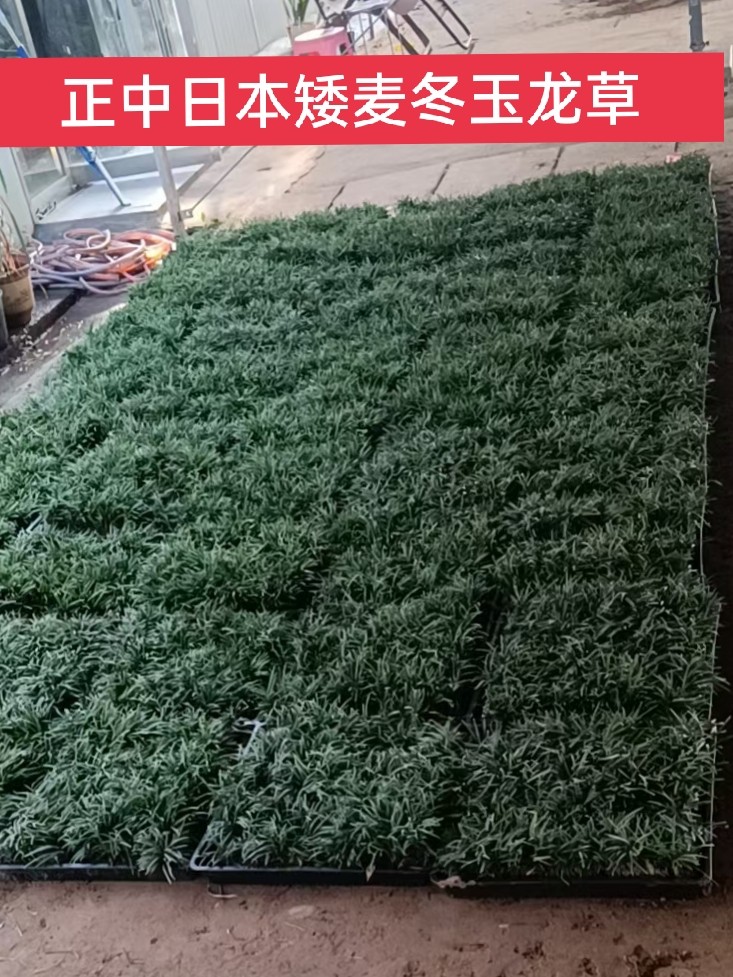麦冬草矮麦冬庭院耐寒常青