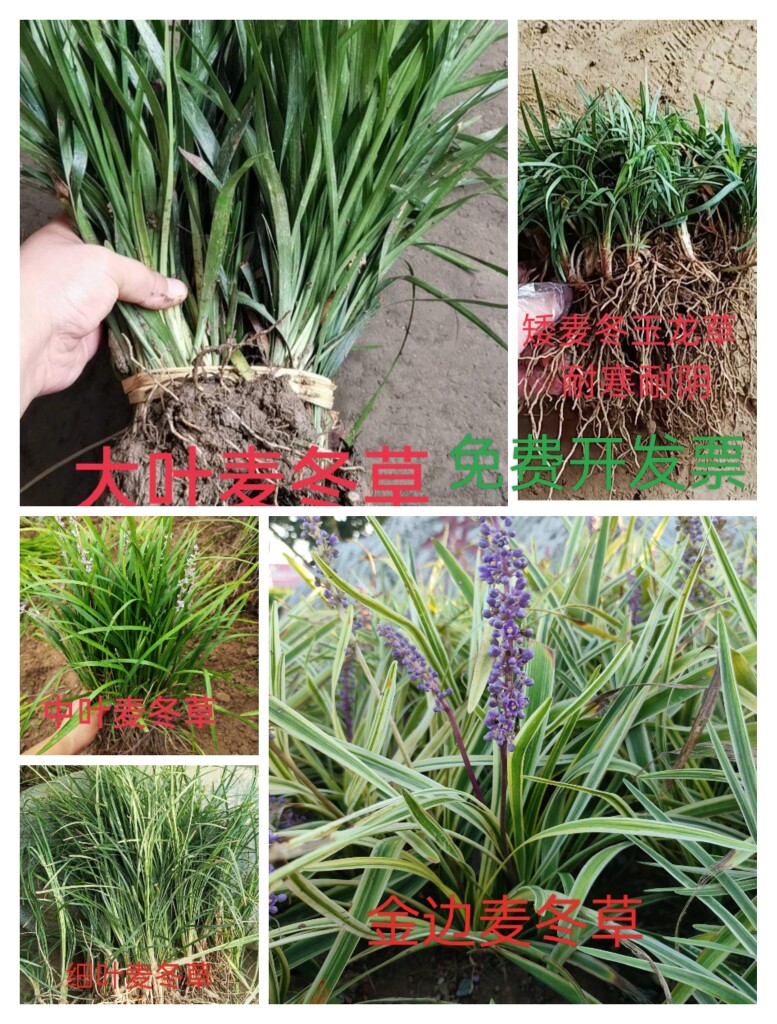 大叶麦冬草长宽叶麦冬草日本矮麦冬草玉龙草细叶麦冬草常青耐旱草