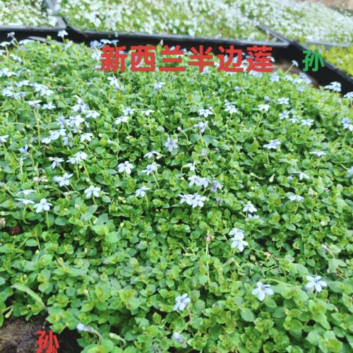 新西兰半边莲常青耐寒会开花地被