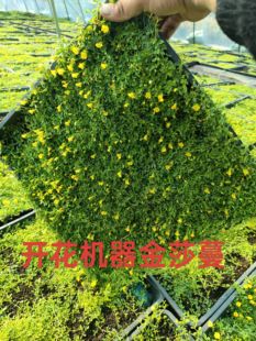 金沙蔓花期长花园多年生花卉地被姬岩垂草耐寒耐踏实耐涝地被植物