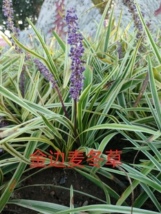 金边麦冬草阔叶麦冬草兰花三七庭院绿化四季常青耐寒耐旱花镜绿植
