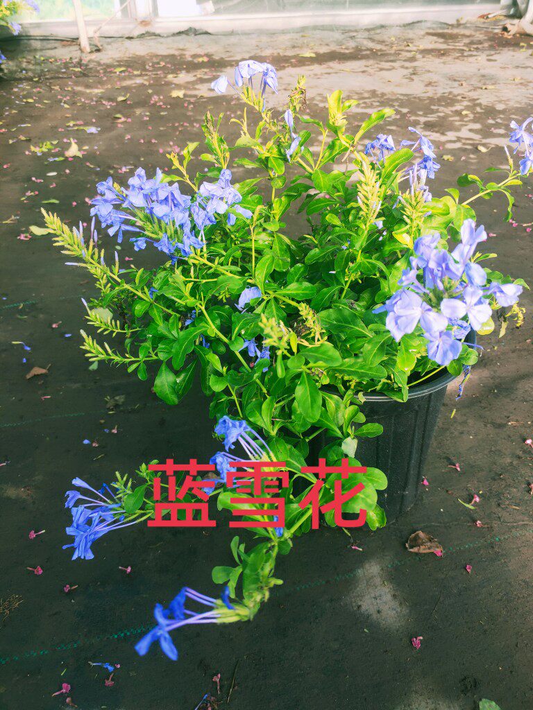 蓝雪花美化庭院盆栽蓝雪花