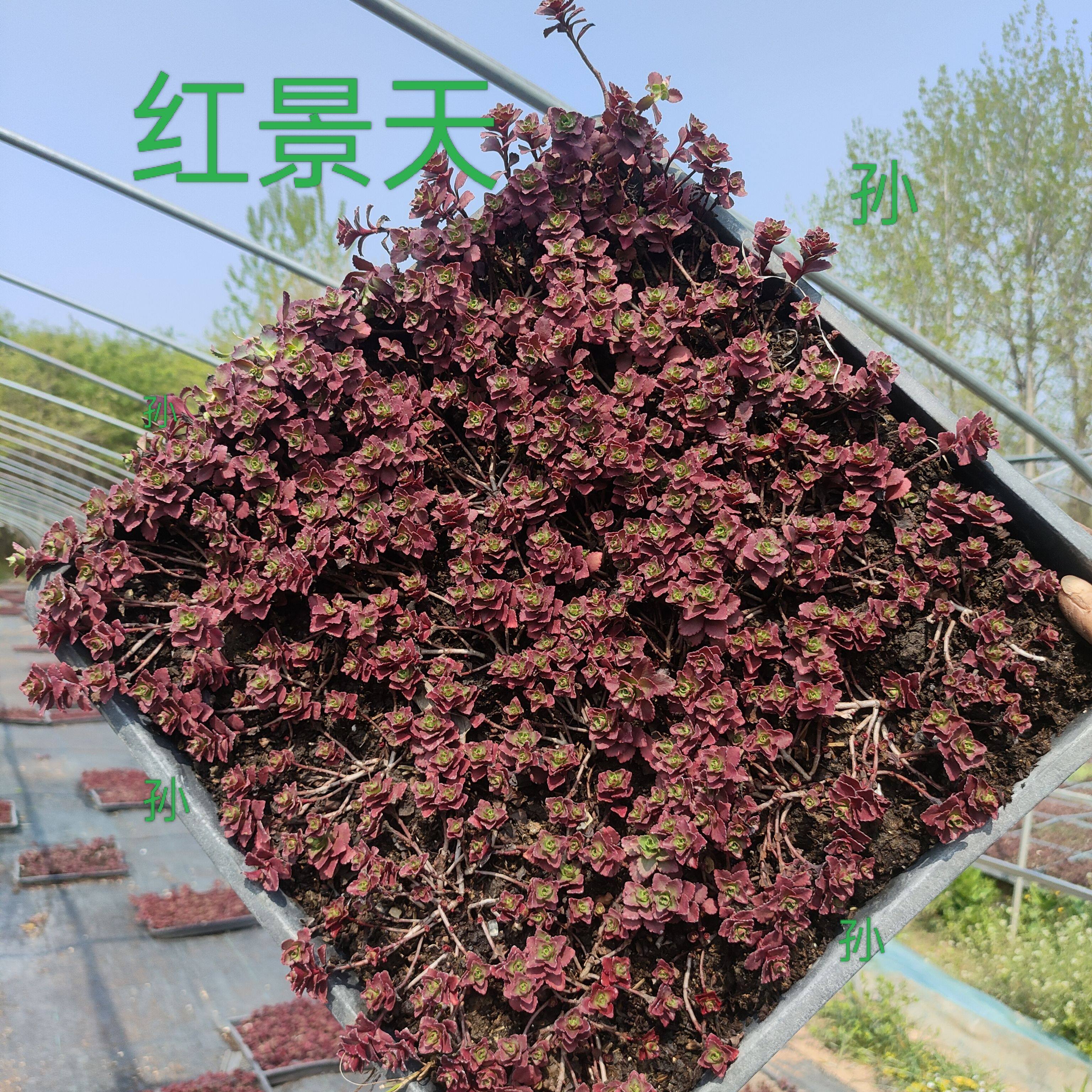 薄雪万年草佛甲草中华景天耐寒