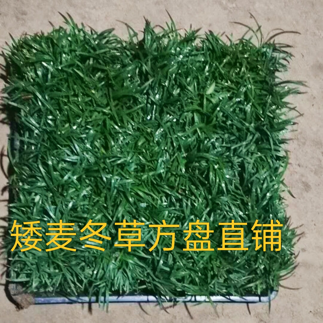 矮麦冬草皮日本玉龙草苗耐寒耐旱宽叶金边麦冬沿阶草庭院别墅绿化