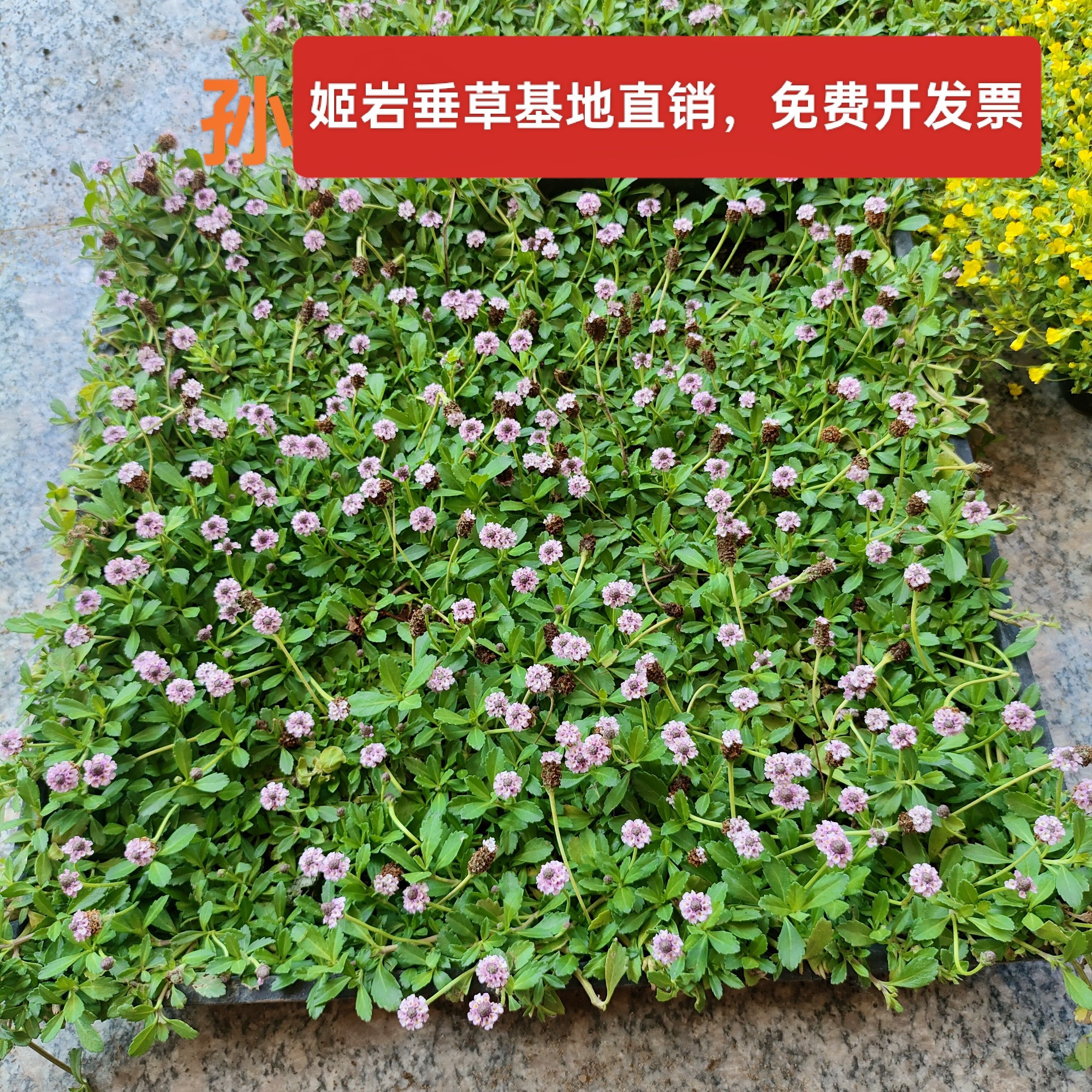 姬岩垂草耐踩踏地被草坪