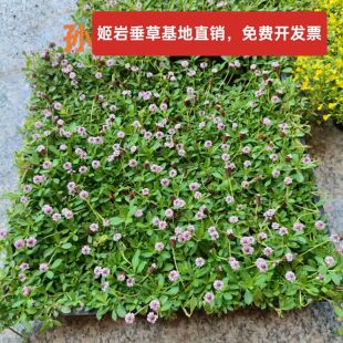 姬岩垂草耐踩踏地被植物会开花草坪姬岩草耐寒会爬藤花期长金莎蔓