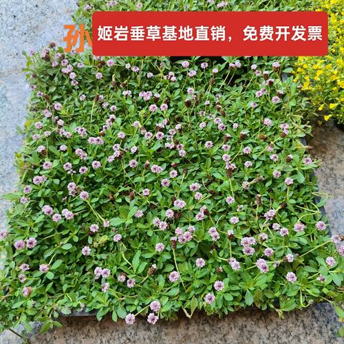 姬岩垂草地被绿植耐寒耐热耐踩踏