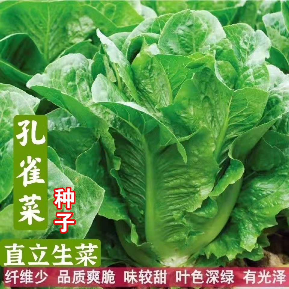 孔雀菜直立生菜种子耐热脆甜四季