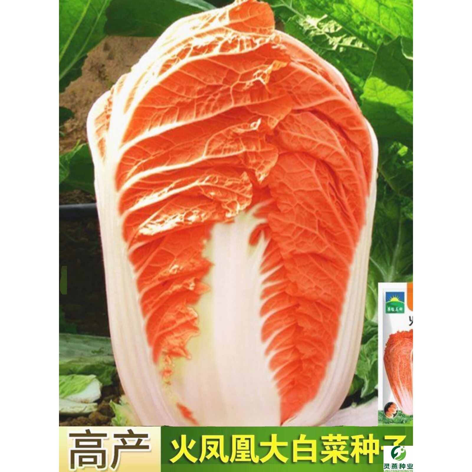 火凤凰大白菜耐热耐寒抗病高产可生吃白菜种子蔬菜四季橘红心菜籽