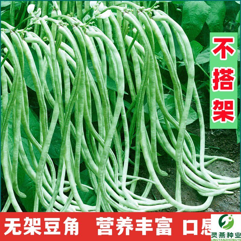 四季高产无架豇豆角种籽不搭架长白不老芸豆阳台盆栽蔬菜种子孑苗