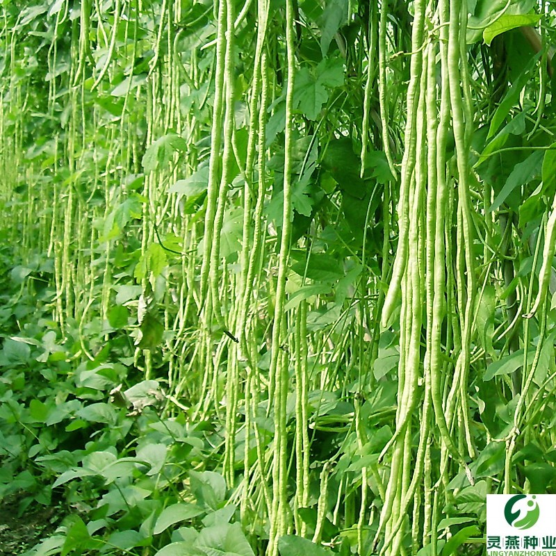 干枝梅长豆角豇豆种子芸豆架豆种籽四季农家田园庭院爬藤蔬菜种孑