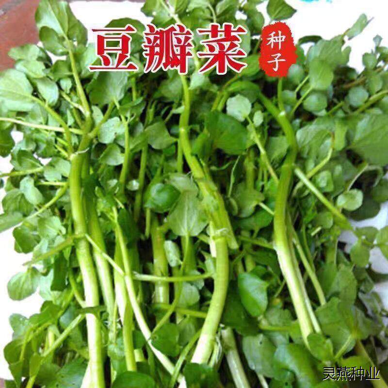 西洋菜种种子种籽豆瓣菜四季种植儿童芥菜蔬菜菜籽盆栽野生青菜
