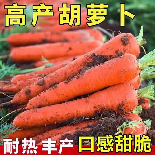 四季三红九寸胡萝卜种子高产易种