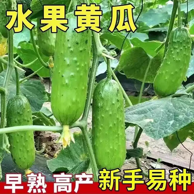 压塌架高产水果黄瓜种子四季农家