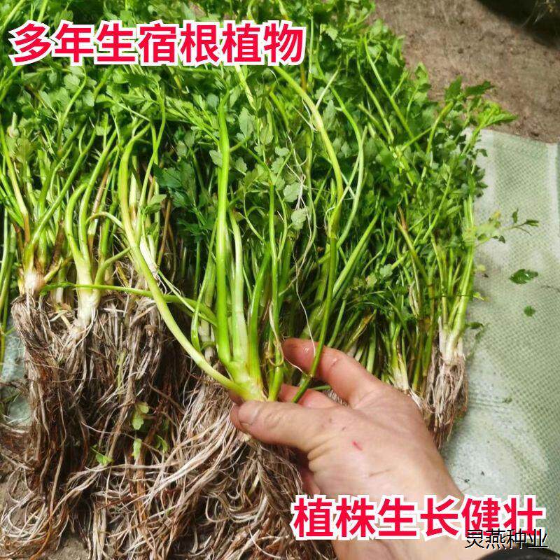 野生水芹菜种子野芹菜种籽水种芹菜秧苗多年生种根茴芹种孑蔬菜