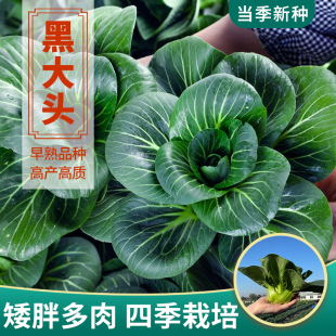 黑叶矮脚苏州青种子蔬菜种子大全秋冬四季播种蔬菜孑抗热耐寒青菜