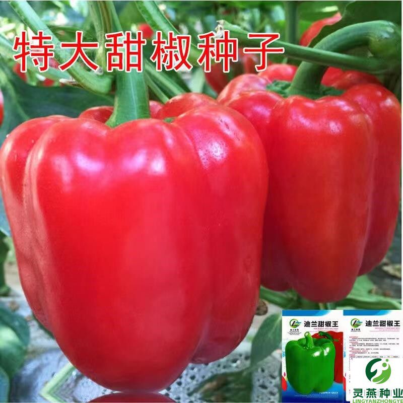 特大甜椒种子大甜椒青椒甜椒菜椒辣椒种子阳台春秋冬季蔬菜种子
