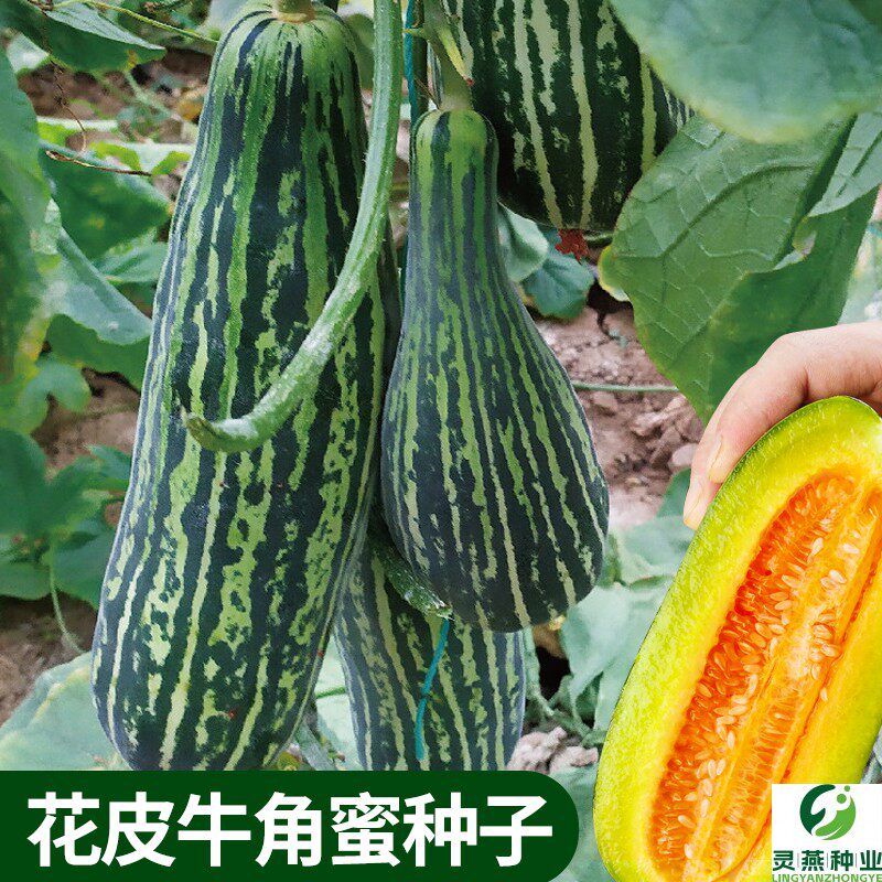 花皮牛角蜜种子瓜瓤桔红甜瓜香瓜羊角蜜种籽早熟农家田园水果种孑