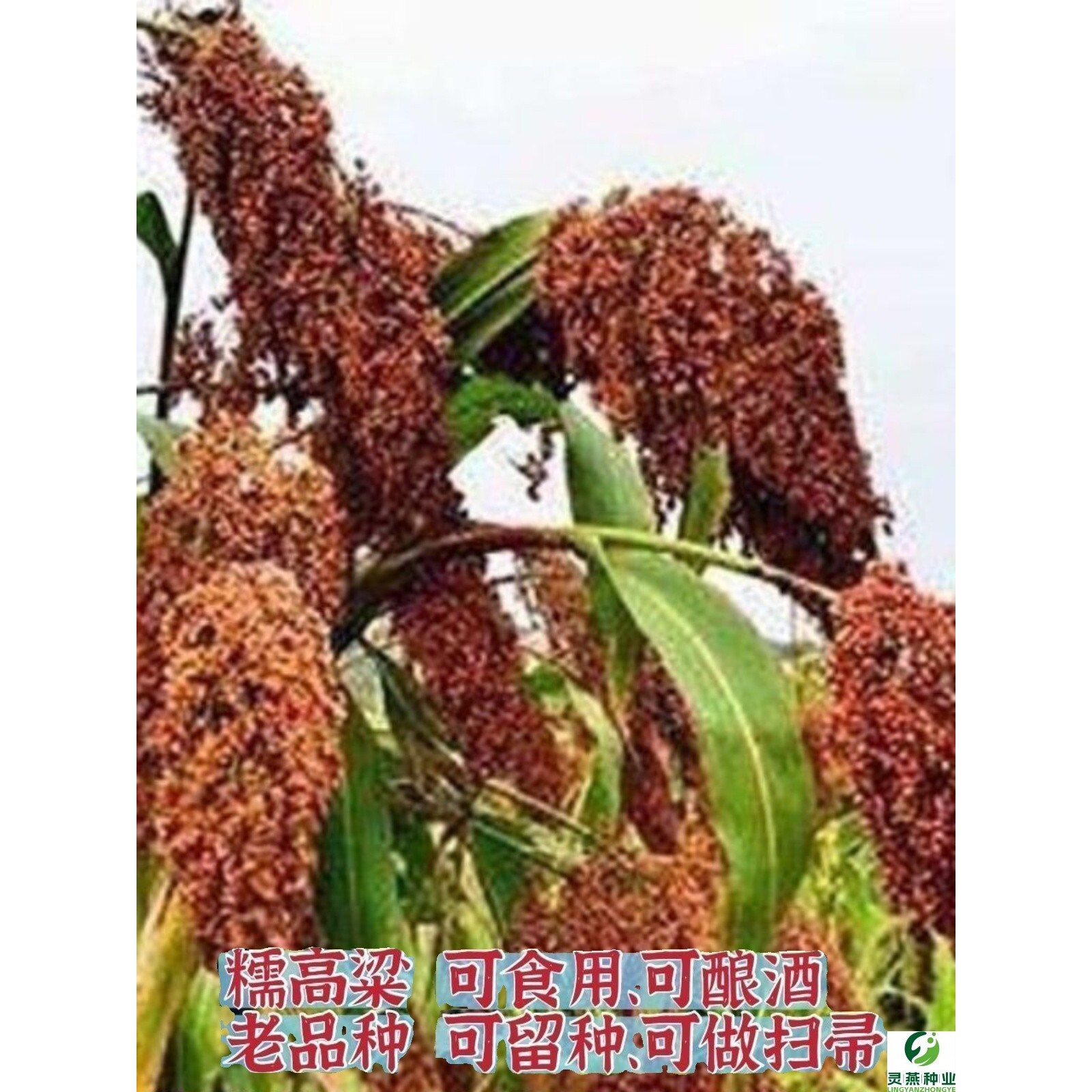 老品种红高粱种子 糯高粱种子酿酒扫帚高粱种子高产抗旱高粱种子
