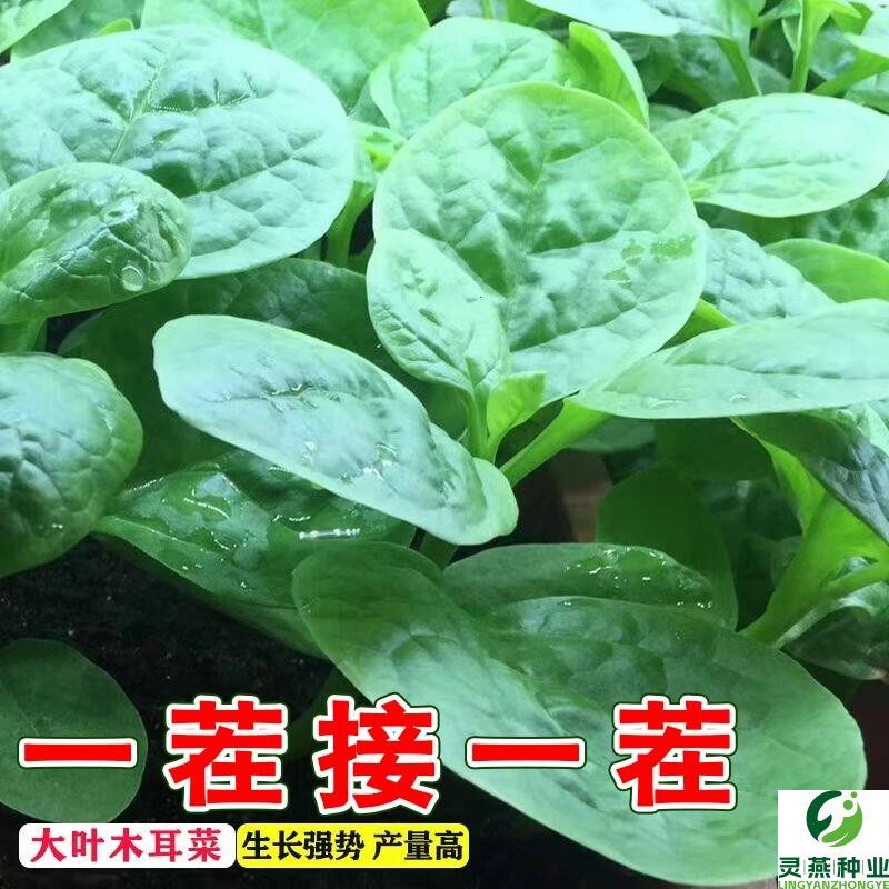 大叶木耳菜种籽高产肉厚一年四季春夏秋季蔬菜盆栽豆腐摩尔菜种子