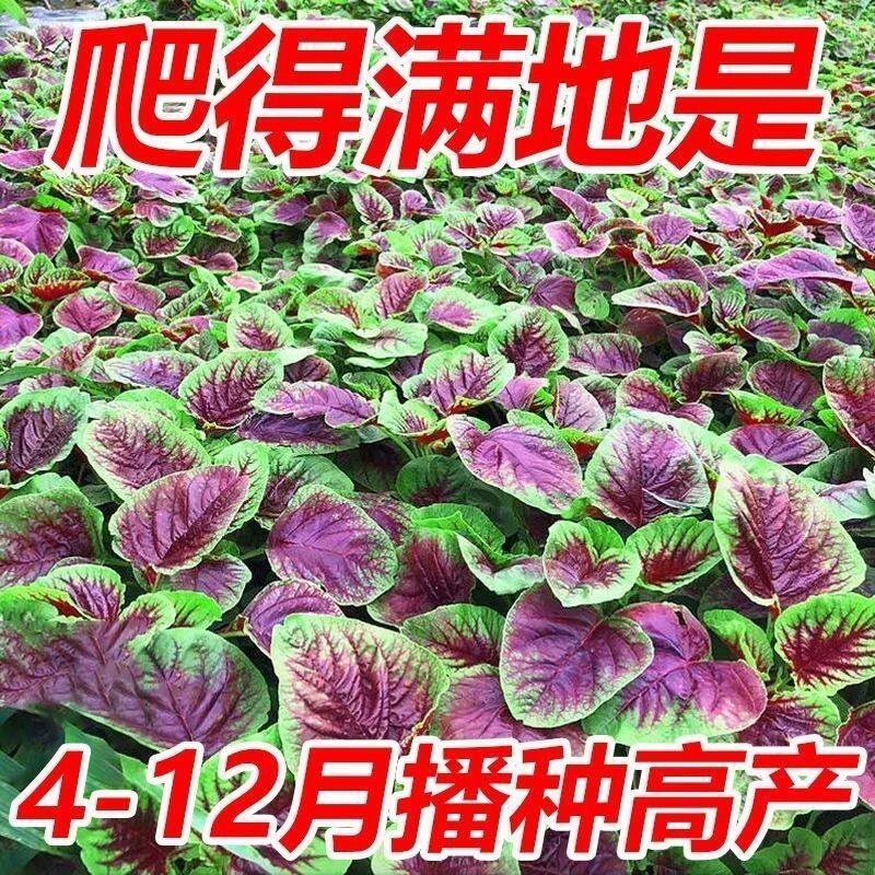 大圆叶红苋菜种子四季播阳台盆栽
