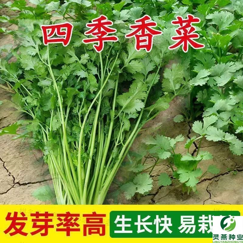四季速生香菜种子园艺阳台盆栽庭院蔬菜种子四季可播高产易种植