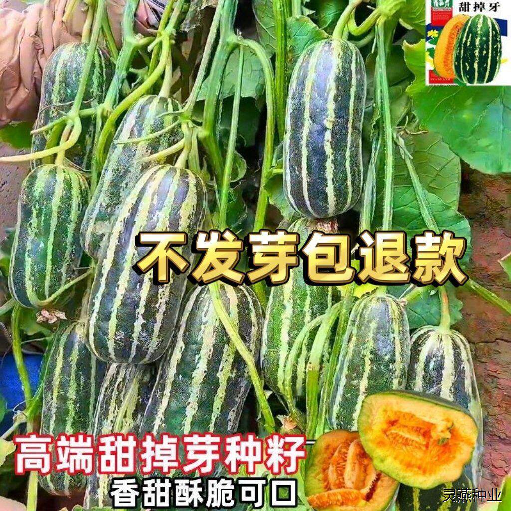 冰糖子甜瓜种子香瓜种籽花皮薄皮脆甜早熟甜度高四季甜掉牙芝麻蜜